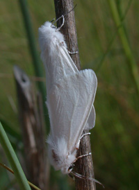 Fall Webworm